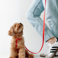 Cherry Red Cloud Lite Dog Harness