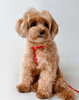 Cherry Red Cloud Lite Dog Harness - SUNNY TAILS