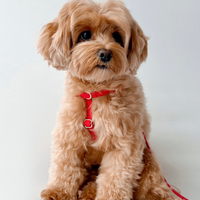 Cherry Red Cloud Lite Dog Harness