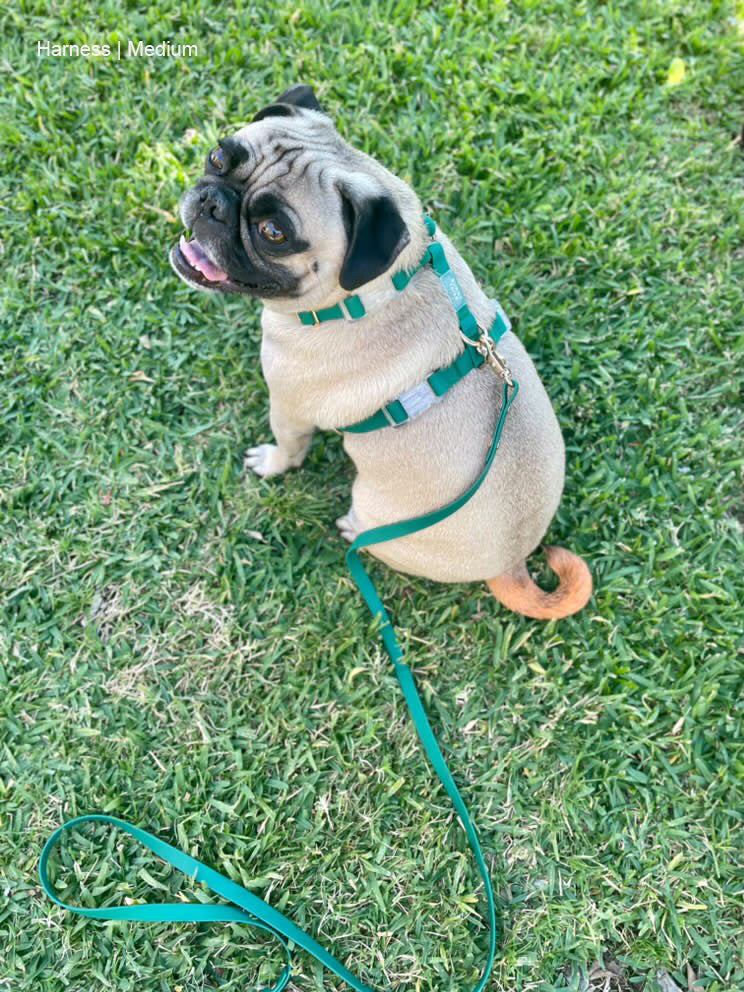 Meadow Green Cloud Lite Dog Harness | Waterproof Dog Harness | No Pull Front Attachment | Available in 3 Sizes