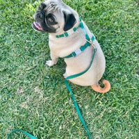 Meadow Green Cloud Lite Dog Harness | Waterproof Dog Harness | No Pull Front Attachment | Available in 3 Sizes