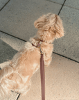 Espresso Brown Cloud Lite Dog Harness - SUNNY TAILS