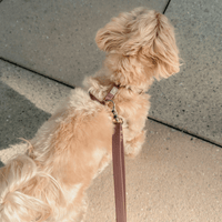 Espresso Brown Cloud Lite Dog Harness