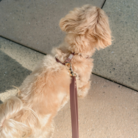 Espresso Brown Cloud Lite Dog Harness