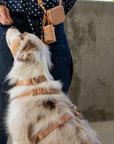Cloud Lite Dog Harness Bundle (Preorder ship by 6/12)