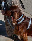 Malibu Blue Cloud Lite Dog Harness