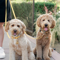 Dandelion Yellow Cloud Leash 4-Way Extension | Leash Connector | Extend Leash, Walk 2 Dogs, or Add a Traffic Handle