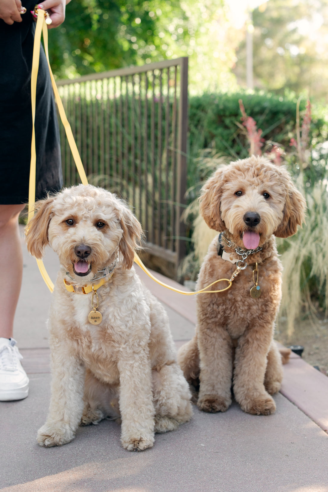 Dandelion Yellow Dog Collar | Waterproof Quick Release Collar | Available in 3 Sizes | Durable Dog Collars | Shop Sunny Tails