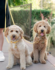 Dandelion Yellow Waterproof Dog Collar - SUNNY TAILS