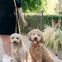 Dandelion Yellow Cloud Convertible Leash Extension Bundle