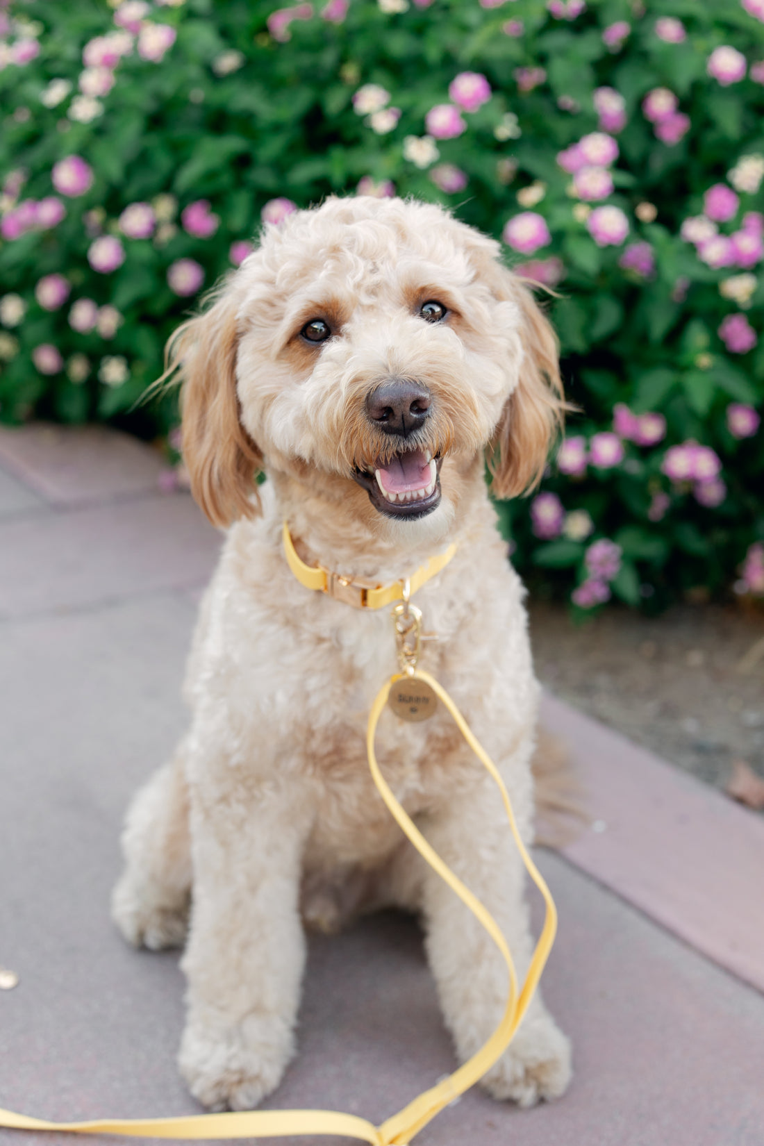 Dandelion Yellow Convertible Hands Free Cloud Dog Leash | Multifunctional, Waterproof, and Lightweight Dog Leash | Shop Sunny Tails