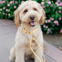 Dandelion Yellow Dog Collar | Waterproof Quick Release Collar | Available in 3 Sizes | Durable Dog Collars | Shop Sunny Tails