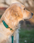 Meadow Green Waterproof Dog Collar