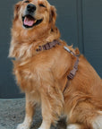 5 - Piece Hands Free Set – Leash, Harness, Collar, Treat Pouch & Waste Bag Holder - SUNNY TAILS
