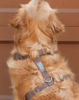 5 - Piece Hands Free Set – Leash, Harness, Collar, Treat Pouch & Waste Bag Holder - SUNNY TAILS