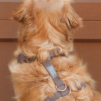 Espresso Brown 4-in-1 Convertible Hands Free Cloud Dog Leash | Multifunctional, Waterproof, and Lightweight Dog Leash | No Pull Dog Harness | Snap Dog Treat Pouch | Dog Waste Poop Bag Dispenser
