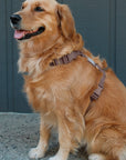 Cloud Lite Dog Harness Treat Pouch Bundle - SUNNY TAILS