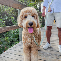 Cloud Dog Collar Bundle Wide - SUNNY TAILS