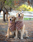 Woodland Wander Plaid Frayed Dog Bandana - SUNNY TAILS