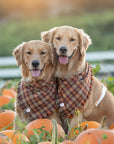 Woodland Wander Plaid Frayed Dog Bandana - SUNNY TAILS