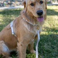 Cloud Lite Dog Harness Bundle Wide