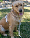 Cloud Lite Dog Harness Bundle - SUNNY TAILS