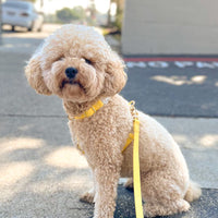 Dandelion Yellow Cloud Lite Dog Harness | Waterproof Dog Harness | No Pull Front Attachment | Available in 3 Sizes
