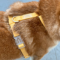 Dandelion Yellow Wide Cloud Lite Dog Harness Bundle 3/4"