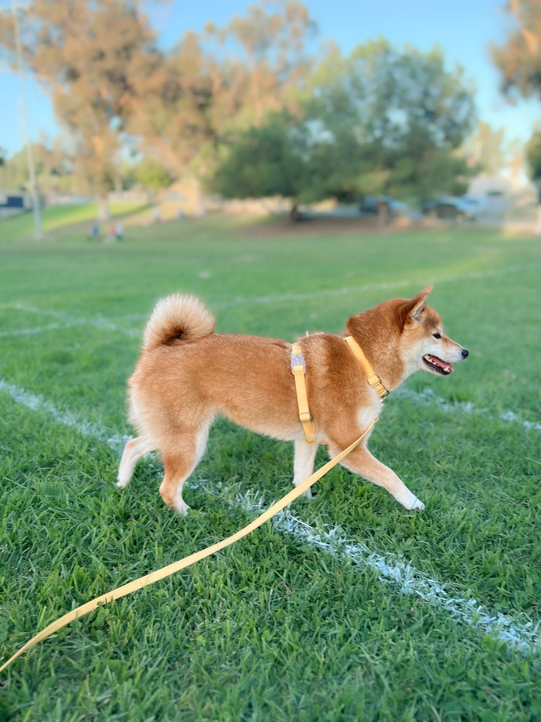 Dandelion Yellow Cloud Lite Dog Harness | Waterproof Dog Harness | No Pull Front Attachment | Available in 3 Sizes