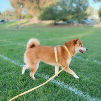 Dandelion Yellow Cloud Lite Dog Harness Bundle