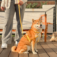 Dandelion Yellow Cloud Lite Dog Harness | Waterproof Dog Harness | No Pull Front Attachment | Available in 3 Sizes