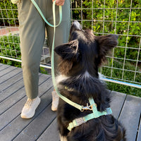 Pistachio Green Cloud Lite Dog Harness Bundle