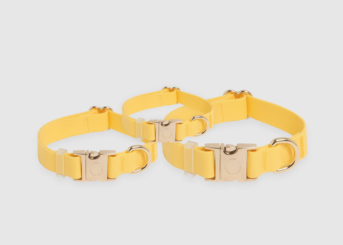 Dandelion Yellow Dog Collar | Waterproof Quick Release Collar | Available in 3 Sizes | Durable Dog Collars | Shop Sunny Tails