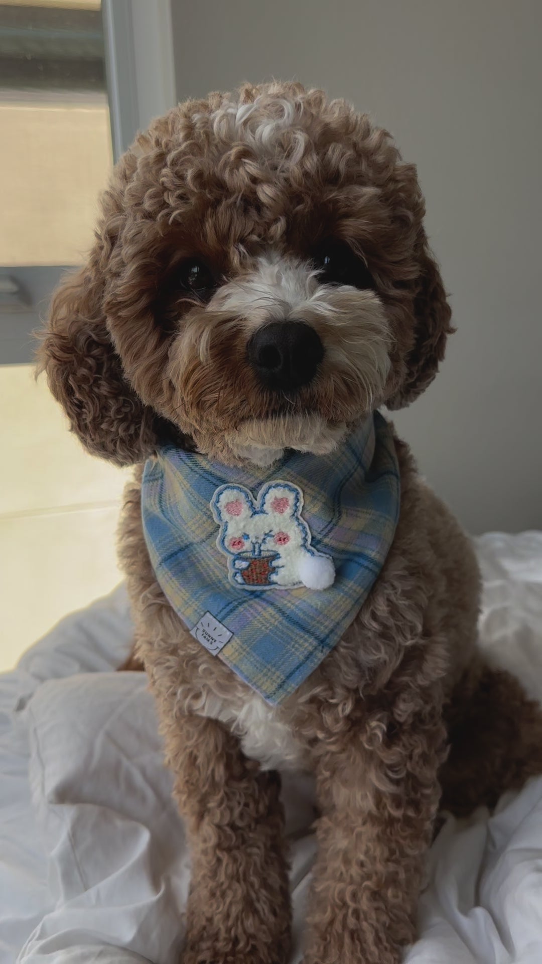 Easter Boba Bunny Dog Bandana Spring Pastel Dog Bandana Shop - Main Image