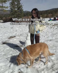 What size harness should I get for my dog?