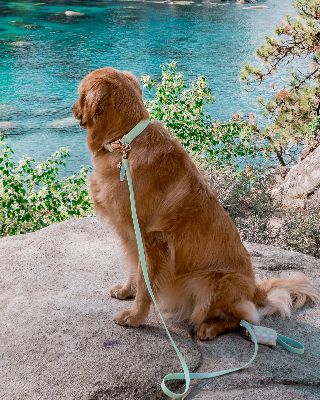 Pistachio Green Waterproof Dog Collar | Sage Green Dog Collar | Available in 3 Sizes | Durable Dog Collars | Shop Sunny Tails