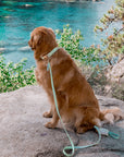 Pistachio Green Waterproof Dog Collar - SUNNY TAILS