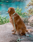 Pistachio Green Waterproof Cloud Dog Leash