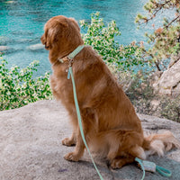 Pistachio Green Waterproof Cloud Dog Leash - SUNNY TAILS