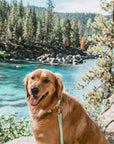 Pistachio Green Waterproof Dog Collar
