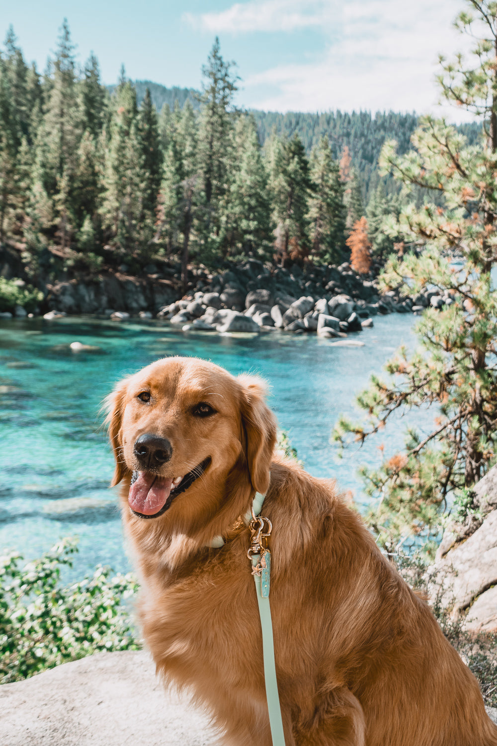 Pistachio Green Waterproof Cloud Dog Leash