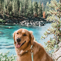 Pistachio Green Waterproof Cloud Dog Leash - SUNNY TAILS