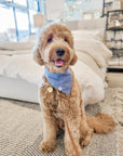 Blue Herringbone Flannel Teddy Bear Dog Bandana - SUNNY TAILS