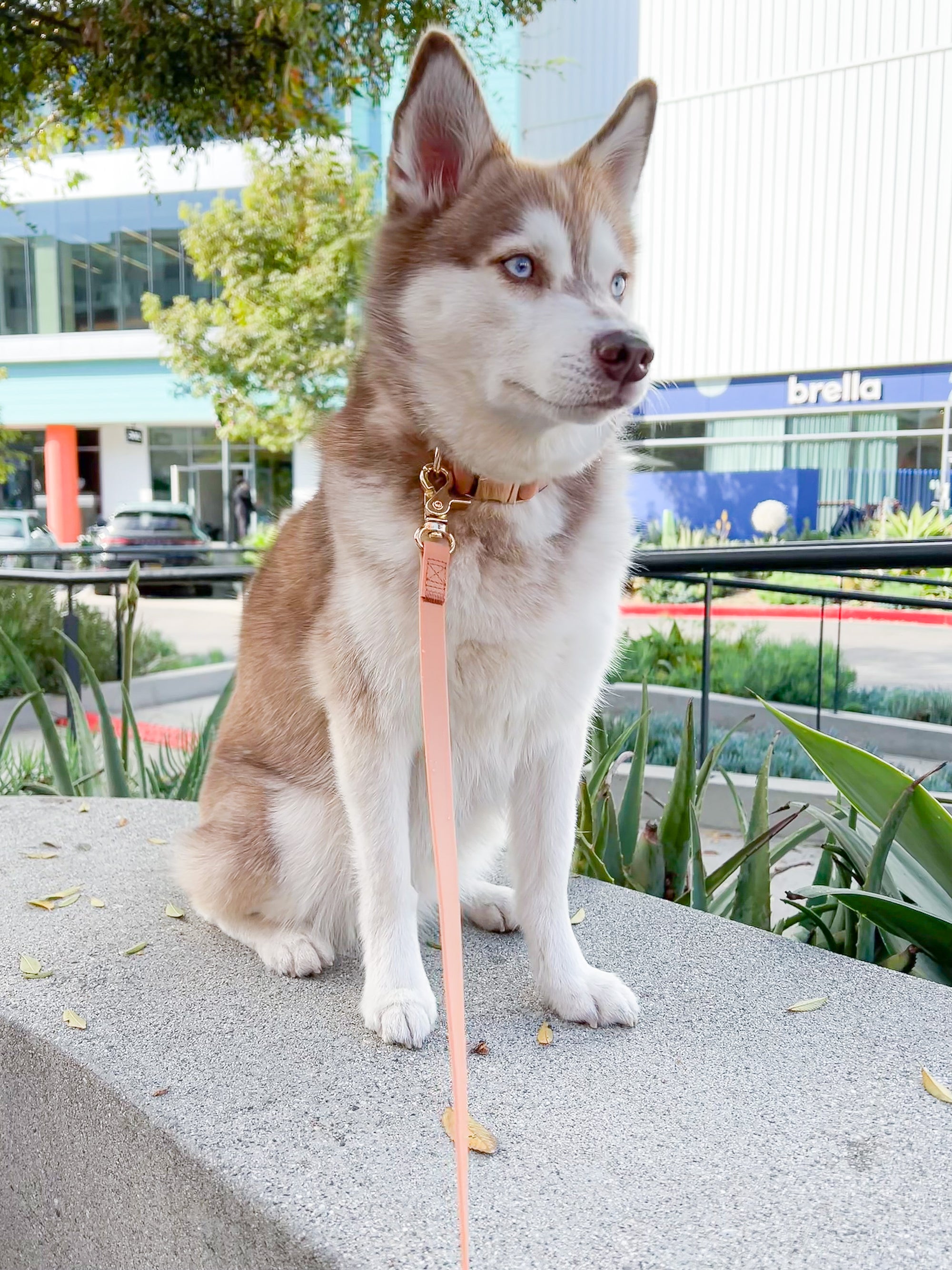 Chai Brown Waterproof Cloud Dog Leash | Lightweight PVC Leash | Odor Proof, Stink Proof, and Durable | Available in 3 Lengths