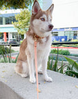 Chai Brown Waterproof Cloud Dog Leash - SUNNY TAILS