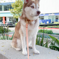 Chai Brown Waterproof Cloud Dog Leash | Lightweight PVC Leash | Odor Proof, Stink Proof, and Durable | Available in 3 Lengths