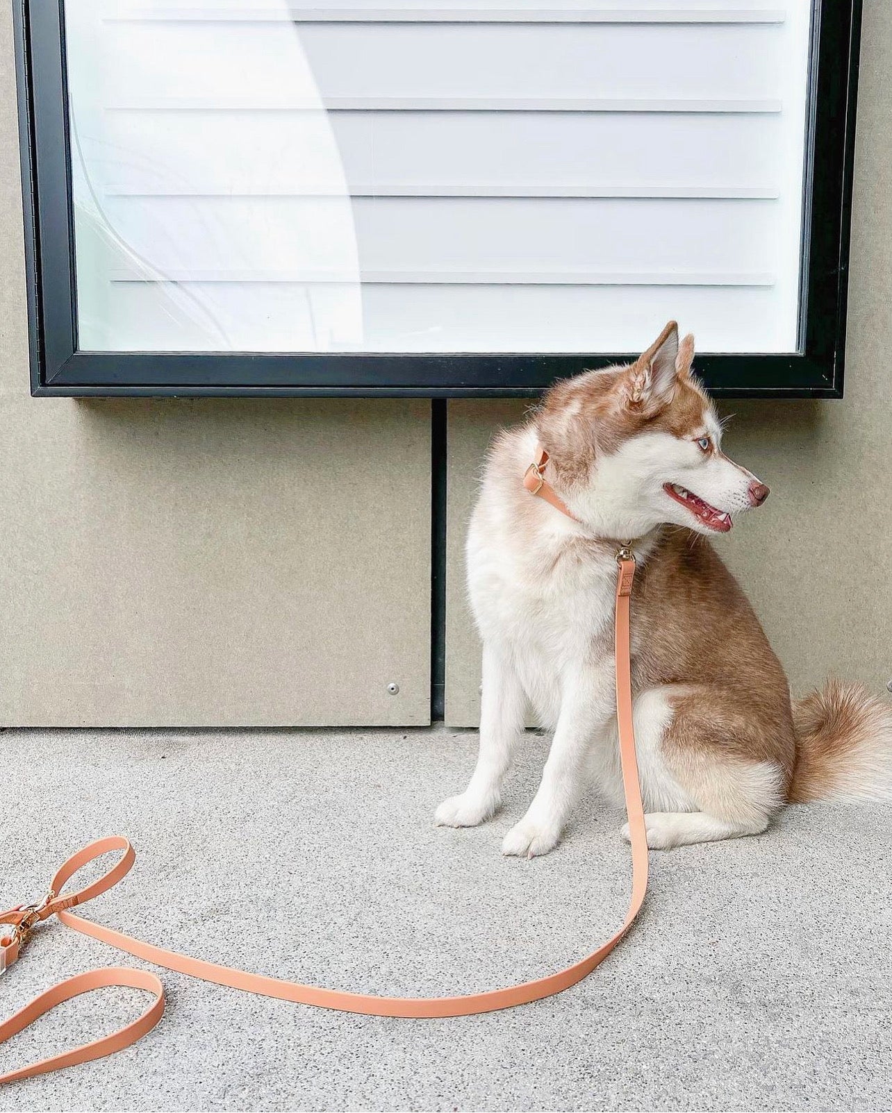 Chai Brown Convertible Hands Free Cloud Dog Leash | Multifunctional, Waterproof, and Lightweight Dog Leash | Shop Sunny Tails
