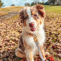 Lavender Haze Waterproof Dog Collar | Available in 3 Sizes | Durable Dog Collars | Shop Sunny Tails