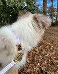 Lavender Haze Waterproof Dog Collar | Available in 3 Sizes | Durable Dog Collars | Shop Sunny Tails