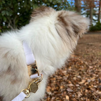 Lavender Haze Waterproof Dog Collar | Available in 3 Sizes | Durable Dog Collars | Shop Sunny Tails